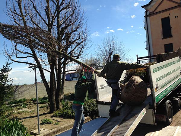 Potatura-alberi-servizi-viarolo